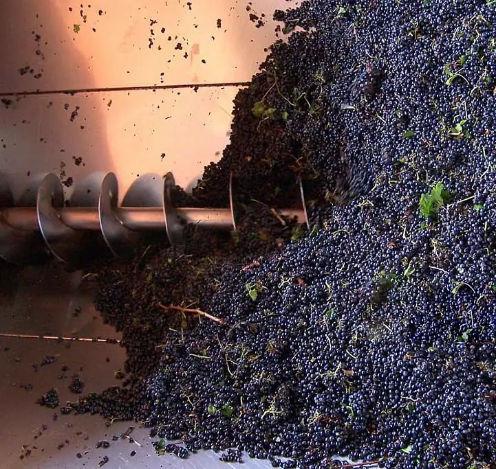 vendemmia pigiatura per fare aceto